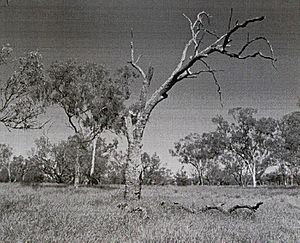 Moonah Creek 'Hanging Tree' (2003)