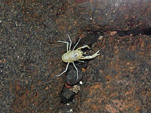 Munidopsis polymorpha (Blind albino crab) (Martyx).jpg