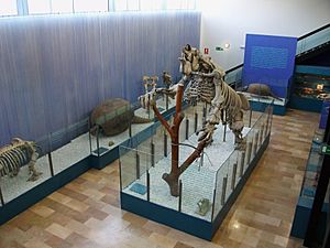 Museu de Ciències Naturals de València, amb el Megateri al centre