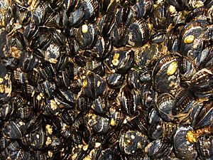Mytilus californianus (California mussel) 01