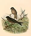 Neochelidon tibialis 1894