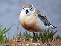 New Zealand Dotterel Waiheke Island