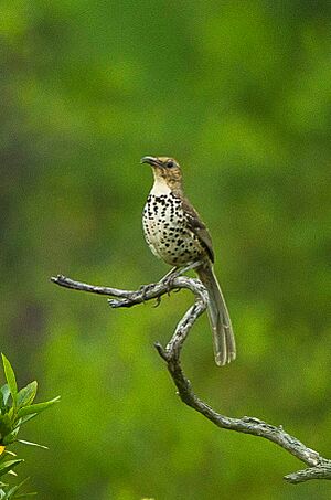 Ocellated Trasher - Oaxaca - Mexico.jpg