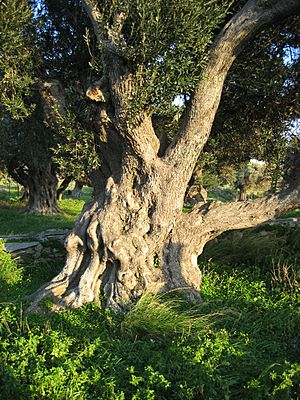 Olive tree Karystos2