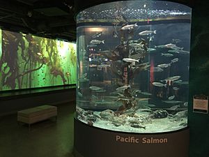 Pacific Salmon Habitat - scss.jpg