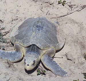 Padre Island National Seashore - Kemps Ridley Sea Turtle
