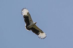 Palm nut vulture (Gypohierax angolensis) in flight