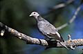 Patagioenas fasciata2