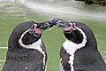 Penguincotswoldwildlifepark