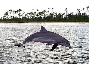 Perdido Bay Dolphin 2007
