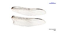 Petalura gigantea male wings (34921030661)