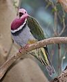 Pink-headed Fruit Dove 001