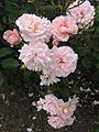 Pink Gruss an Aachen Maddingley 4-1-2014