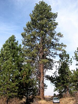 Pinus ponderosa 8144t