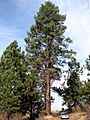 Pinus ponderosa 8144t