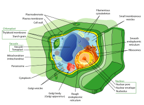 Plant cell structure-en