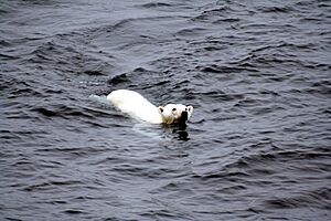 Polar bear arctic