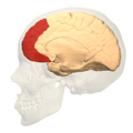 Prefrontal cortex (left) - medial view