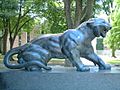 Princeton University Cleo tiger