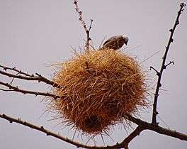 Pseudonigrita-arnaudi-Nest