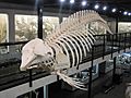 Pygmy sperm whale skeleton