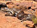 Python natalensis G. J. Alexander