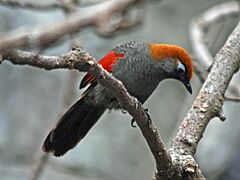 Red-tailed Laughingthrush SMTC