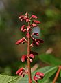 Red Buckeye Aesculus pavia Flowers 2000px