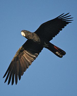 Red Tailed Black Cockatoo-2