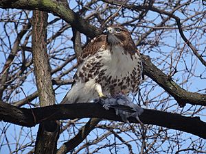 Red tailed hawk eats a bird, beside the St Lawrence Market's North Wing, 2015 02 17 (7) (16577286605)