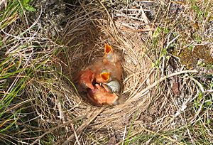 Redwing nest