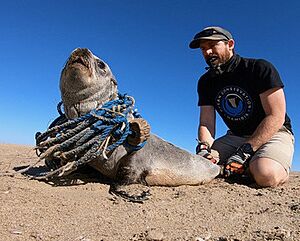 Rescue with Ocean Conservation Namibia