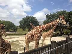 Samburu Giraffe Feeding Station at Zoo Miami