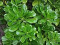 Scaevola taccada Hong Kong