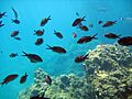 School of chromis (and mystery fish)