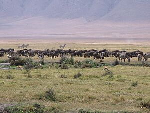 Serengeti National Park-108463
