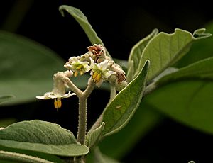 Solanum erianthum Don W2 IMG 1621