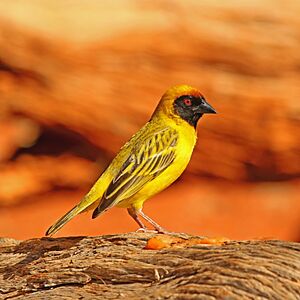 Southern masked weaver (Ploceus velatus) male.jpg