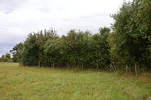 Southorpe Roughs 2