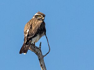 Spiziapteryx circumcincta Spot-winged Falconet, Chancaní Natural Reserve, Córdoba, Argentina 01.jpg