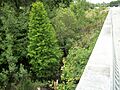 Starkey Boulevard; Pithlachascotee River Bridge (Ledge)