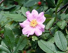 Swamp Rose (Rosa palustris) on the Galien River 2011