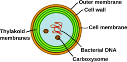 Synechocystis