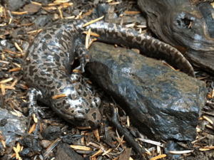 Terrestrial Cope's giant salamander.png