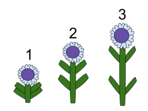 The effect of Gibberellins