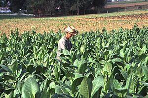 Tobacco field cuba2