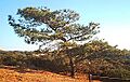 Torrey pine