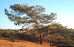 Torrey pine