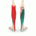 Triceps surae - animation