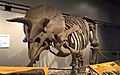 Triceratops Skeleton - National Museum of Natural History (14611729991)a